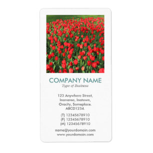 V Square Photo - Bed of Red Tulips 02