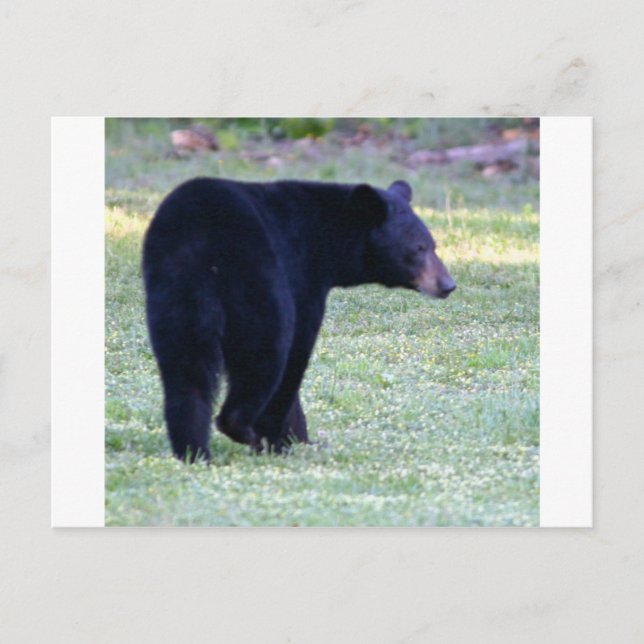 va black bear postcard (Front)