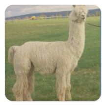 Va Va Va Voom Alpaca Sticker