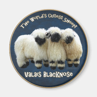Valais Blacknose - The World's Cutest Sheep! Magnet