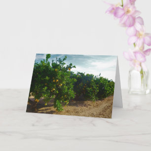 Valencia Orange Grove Card