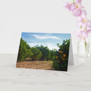 Valencia Orange Grove Card