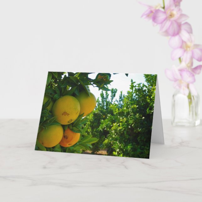 Valencia Oranges in Orange Grove Card (Orchid)