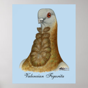 Valencian Figurita Pigeon Portrait Poster
