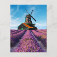 Valensole Lavender Fields Provence France