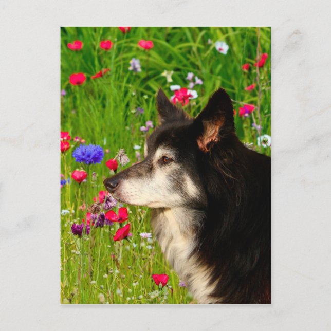 Valentine Border Collie with beautiful flowers Holiday Postcard (Front)