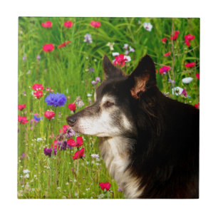 Valentine Border Collie with beautiful flowers Tile