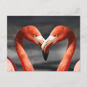 Valentine Flamingo Postcard