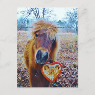 Valentine Heart  Horse Holiday Postcard