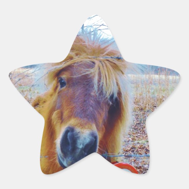 Valentine Heart  Horse Star Sticker (Front)