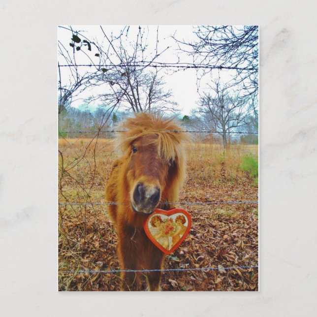 Valentine Heart  Miniature brown Horse Holiday Postcard (Front)