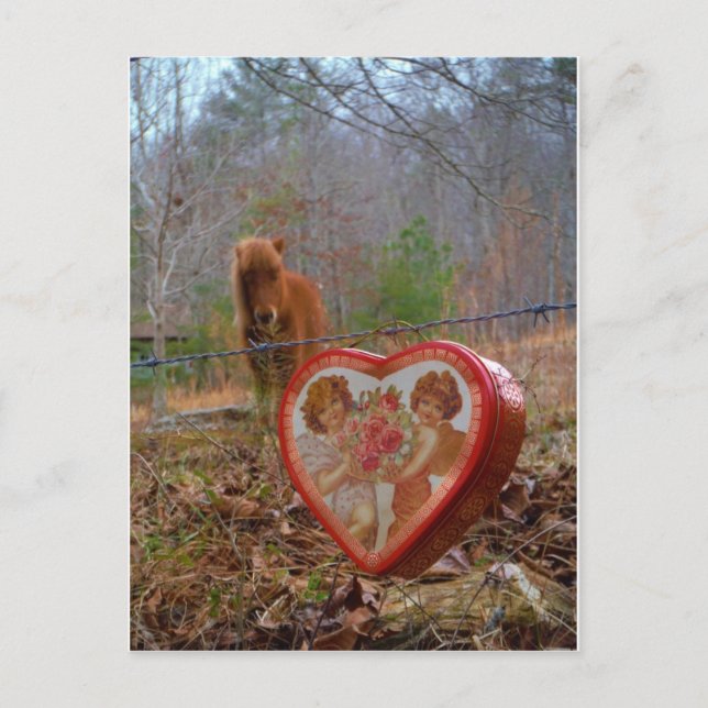 Valentine Heart  Miniature brown Horse Holiday Postcard (Front)