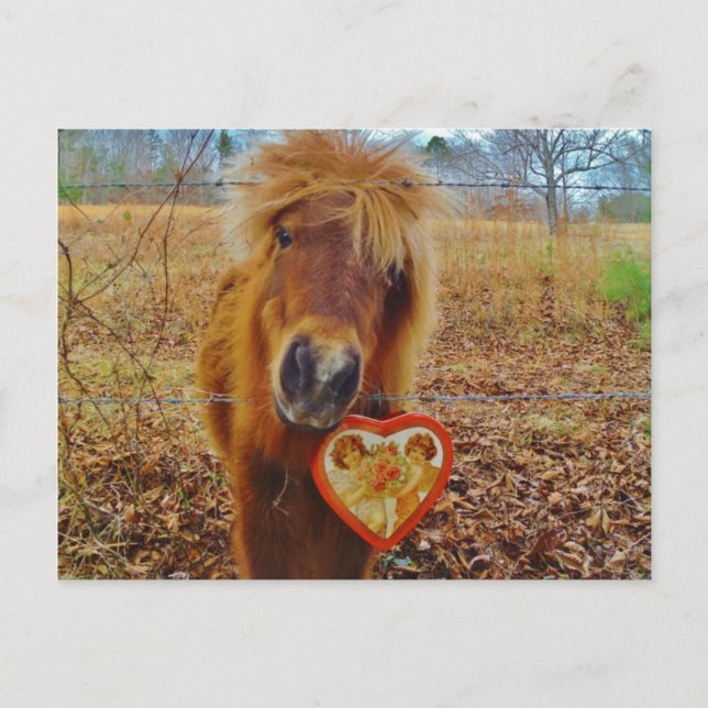 Valentine Heart  Miniature brown Horse Holiday Postcard (Front)