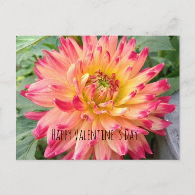 Valentine postcard with pink and yellow dahlia (Front)