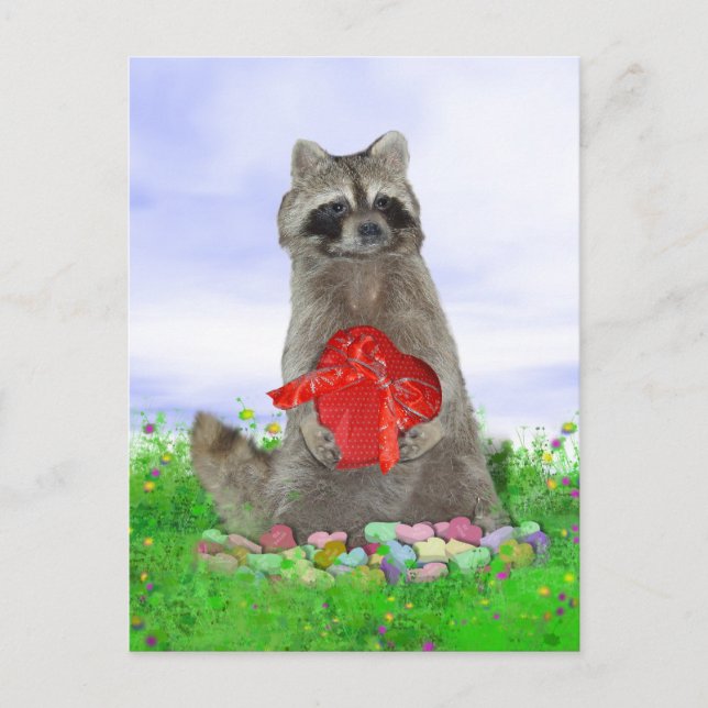 Valentine Racoon Bandit Holiday Postcard (Front)