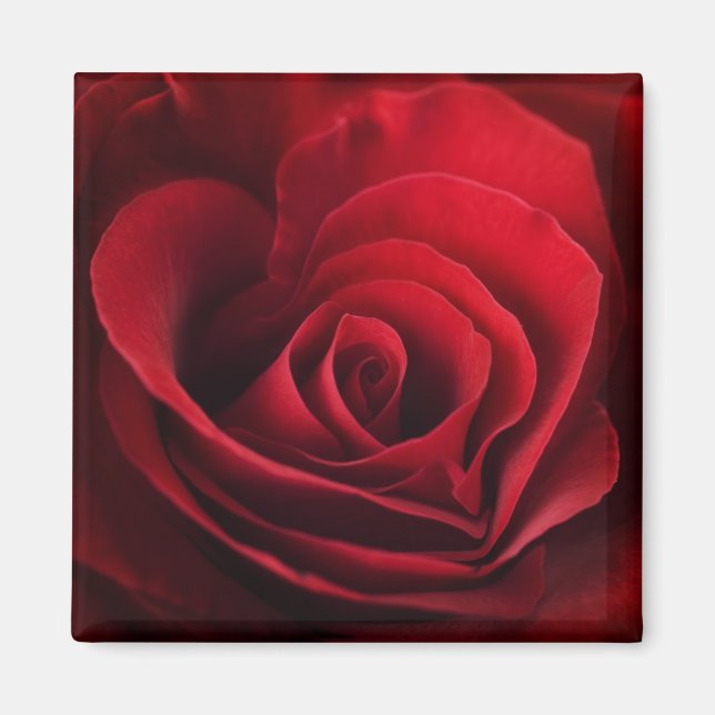 Valentine Red Rose Magnet (Front)
