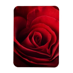 Valentine Red Rose Magnet