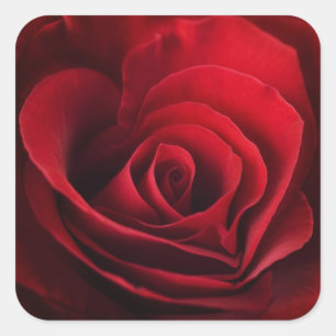 Valentine Red Rose Square Sticker