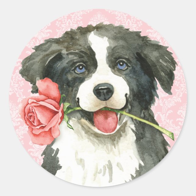 Valentine Rose Border Collie Classic Round Sticker (Front)