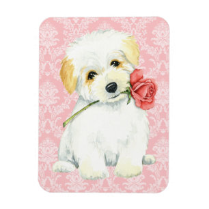 Valentine Rose Coton Magnet