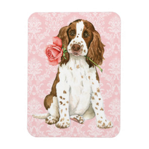 Valentine Rose English Springer Magnet
