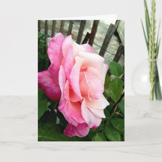 Valentine Rose Holiday Card (Front)