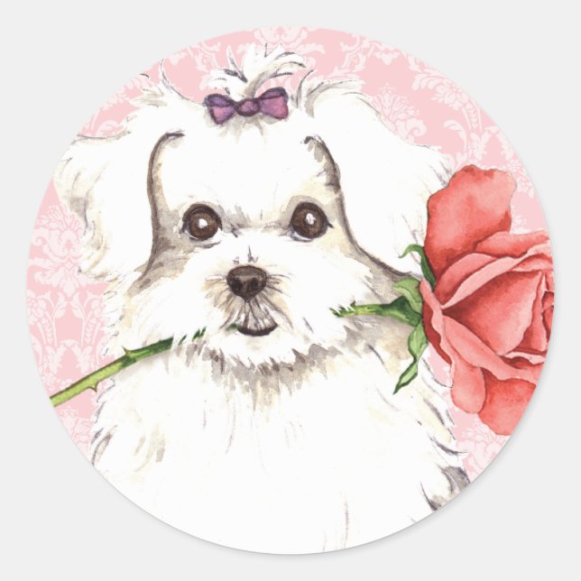 Valentine Rose Maltese Classic Round Sticker (Front)