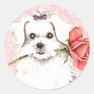 Valentine Rose Maltese Classic Round Sticker