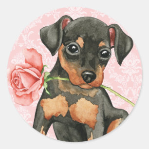 Valentine Rose Min Pin Classic Round Sticker
