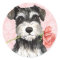 Valentine Rose Mini Schnauzer
