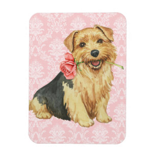 Valentine Rose Norfolk Terrier Magnet