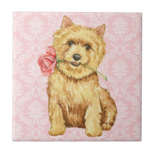 Valentine Rose Norwich Terrier Tile