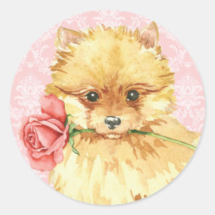 Valentine Rose Pomeranian Classic Round Sticker