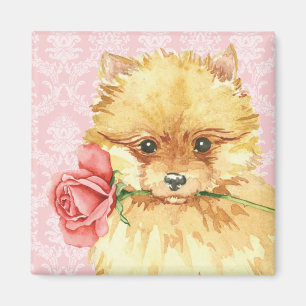 Valentine Rose Pomeranian Magnet