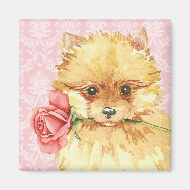 Valentine Rose Pomeranian Magnet (Front)