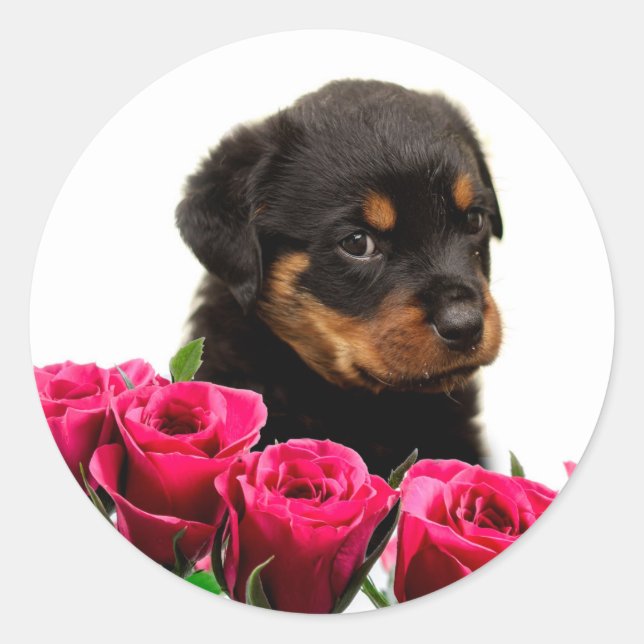 Valentine Rose Rottweiler Puppy Classic Round Sticker (Front)