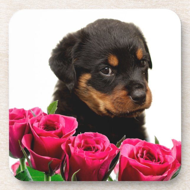 Valentine Rose Rottweiler Puppy Coaster (Front)