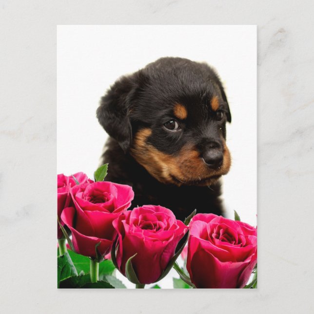 Valentine Rose Rottweiler Puppy Holiday Postcard (Front)