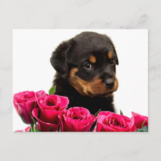 Valentine Rose Rottweiler Puppy Holiday Postcard (Front)