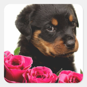 Valentine Rose Rottweiler Puppy Square Sticker