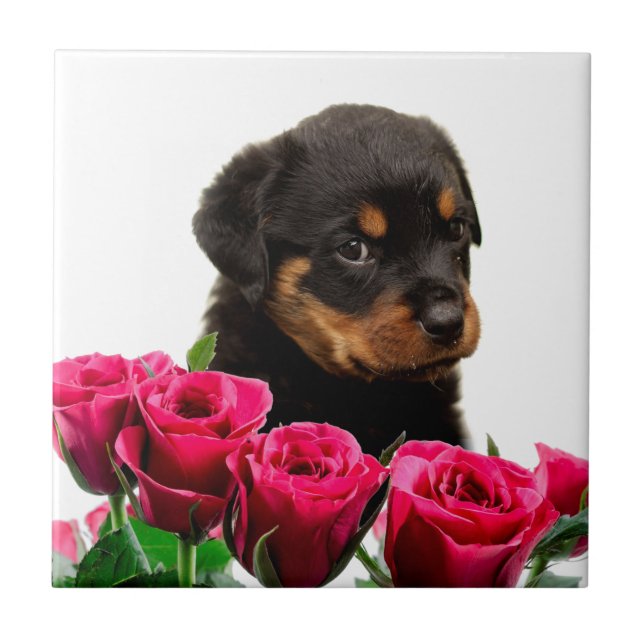 Valentine Rose Rottweiler Puppy Tile (Front)