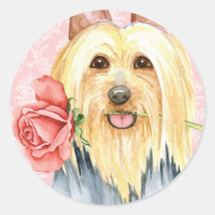 Valentine Rose Silky Terrier Classic Round Sticker
