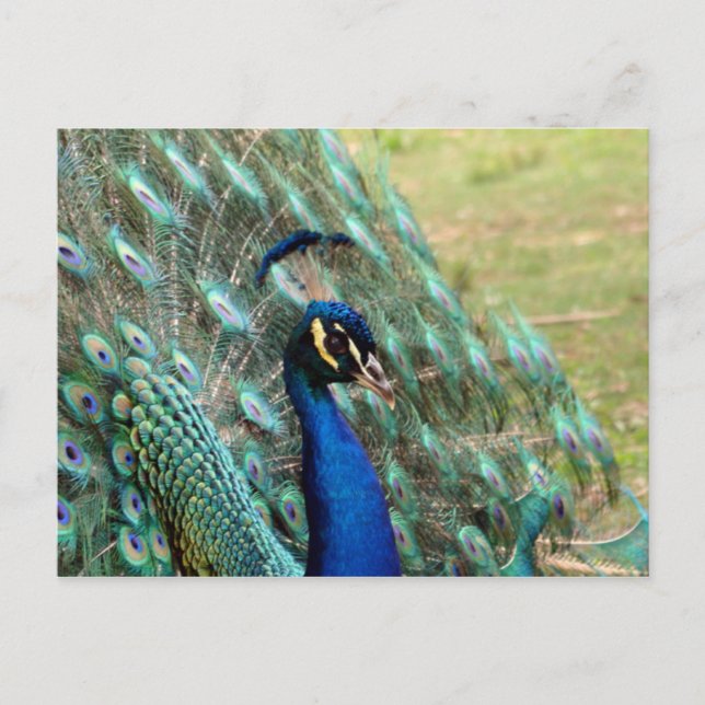 Valentine’s Day_Peacock Postcard (Front)