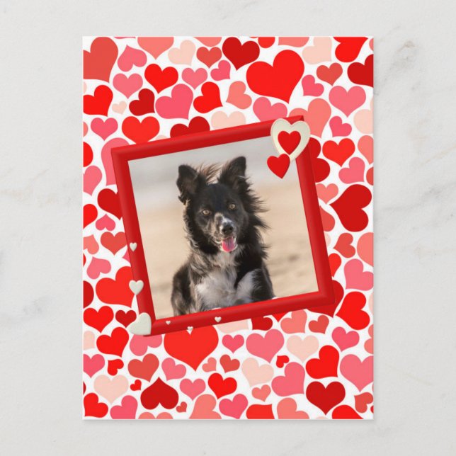 Valentines Border Collie Dog Hearts Holiday Postcard (Front)
