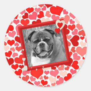 Valentines Boxer Dog Hearts Classic Round Sticker