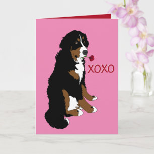 Valentines Day Bernese Mountain Dog  Card