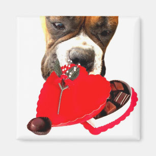 Valentine's Day Boxer with chocolates magnet