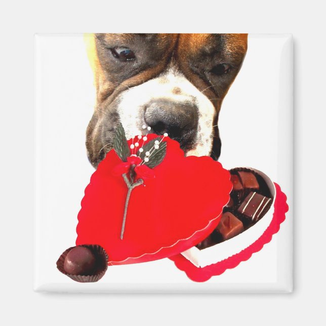 Valentine's Day Boxer with chocolates magnet (Front)