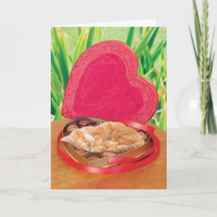 Valentine's Day Cat Card Funny Cute Adorable Best