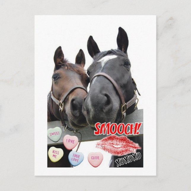 Valentine's Day Horses Holiday Postcard (Front)